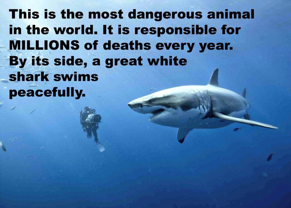 shark