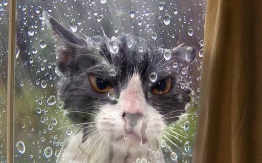 funny-angry-cat-wet-rain-outside