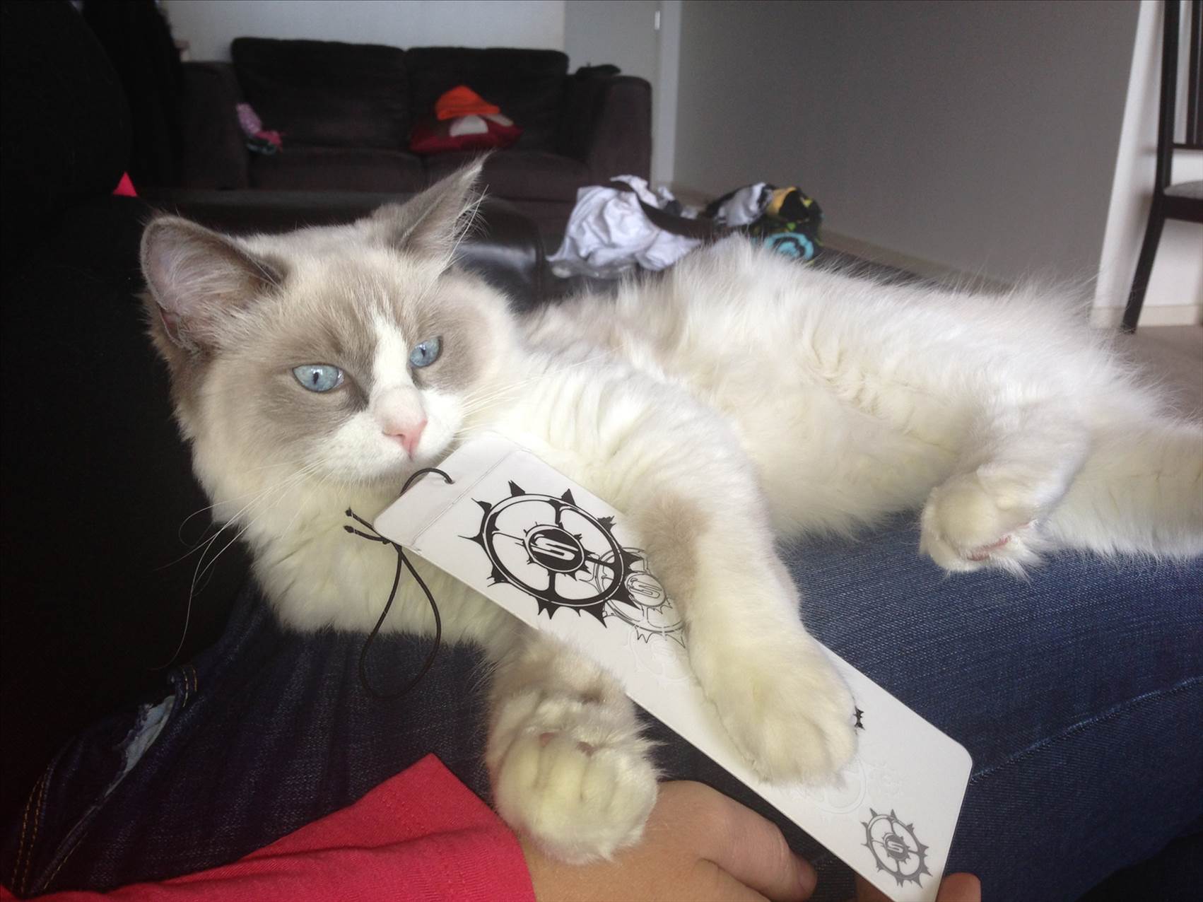 Kite cat.