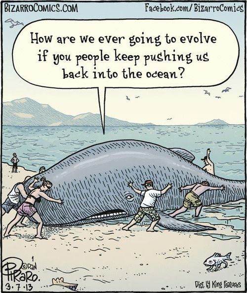 funny-comic-whale-evolution