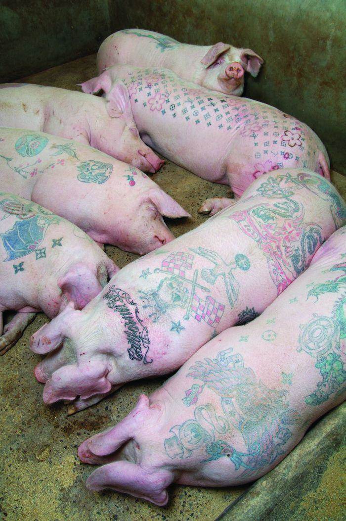 lots of pigs