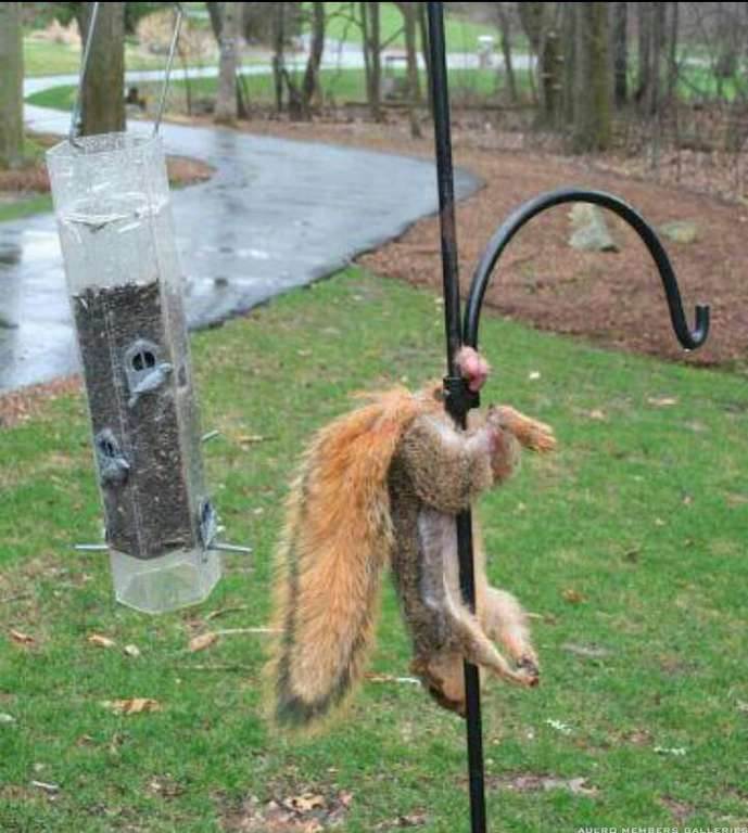 squirrel