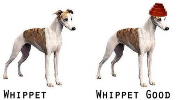 Whippet