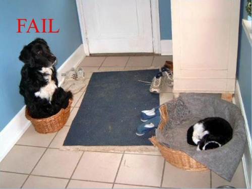dogbasketfail