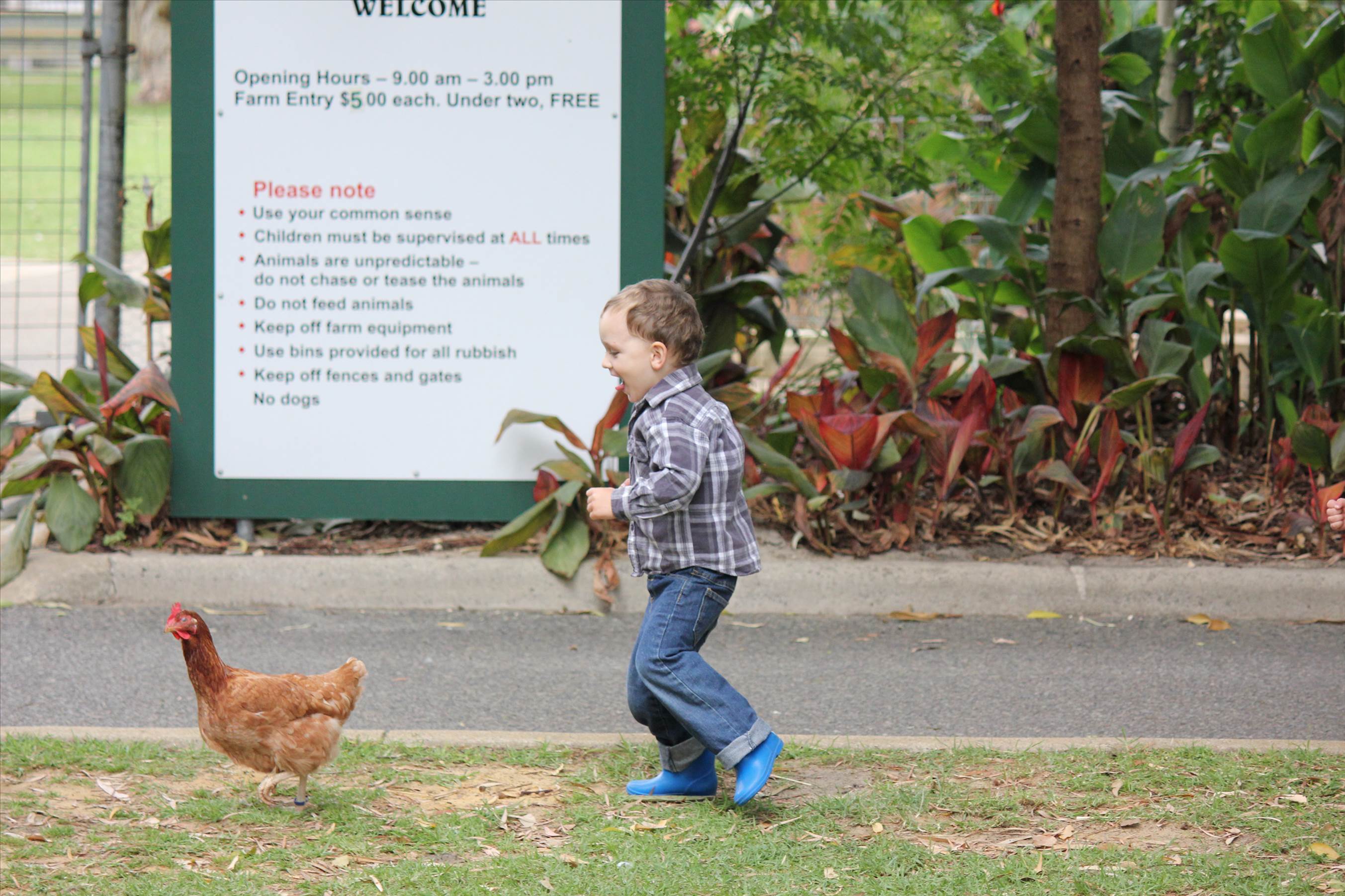 choking the chicken