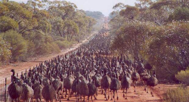 emus have bred up well