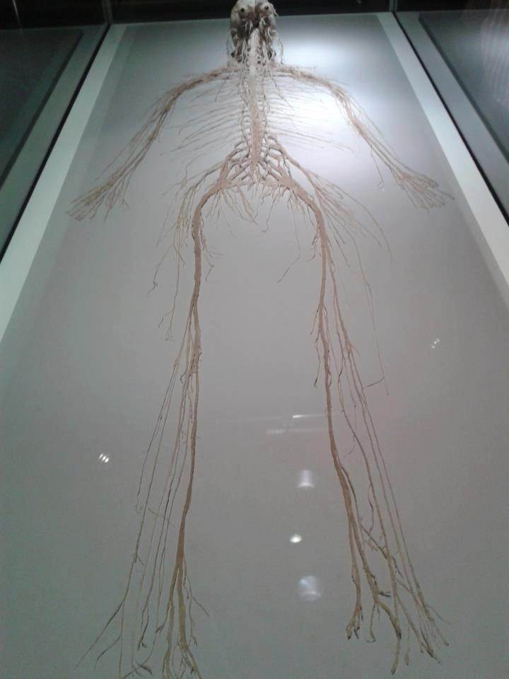 flying spaghetti monster