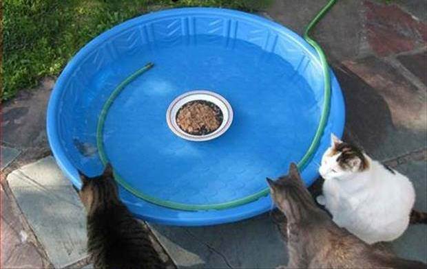 cats
