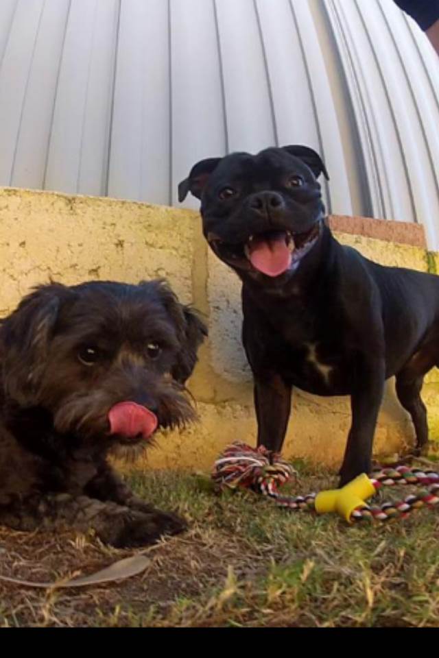 My pups