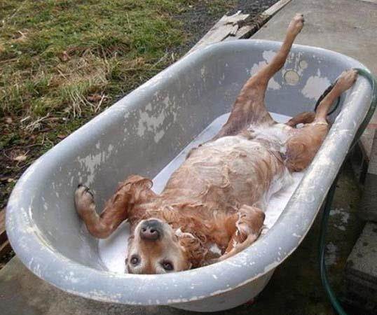 Amazing Hd Funny Dog Pictures ldsea Pak101(dot)com