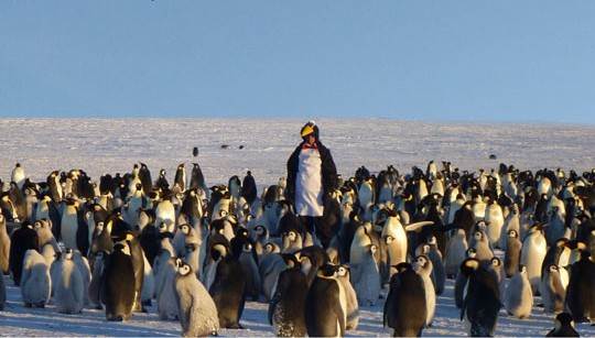 funny-penguin-suit-worker