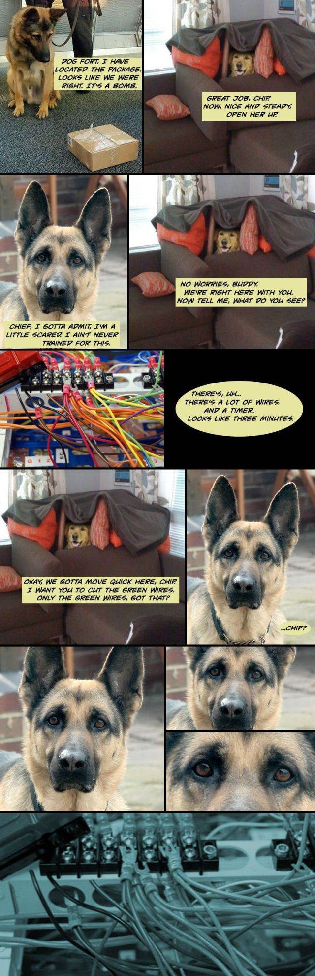 Dog-Fort-meme05