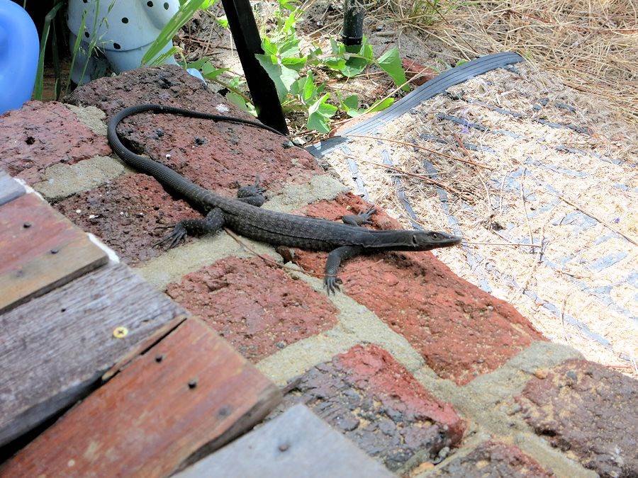 lizard