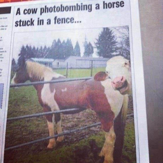 mDRmj