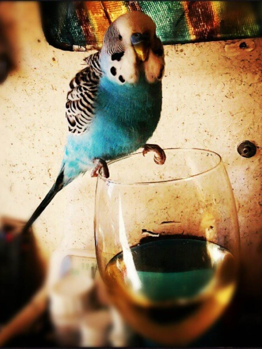 Birdie