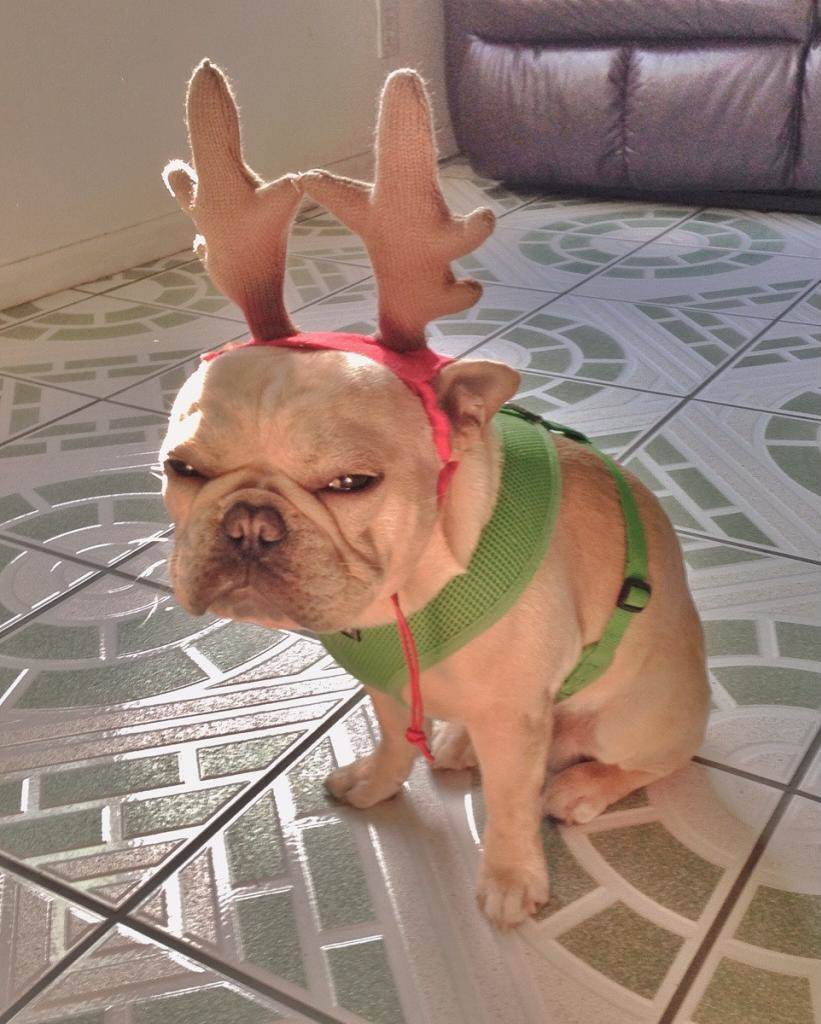 Xmas dog
