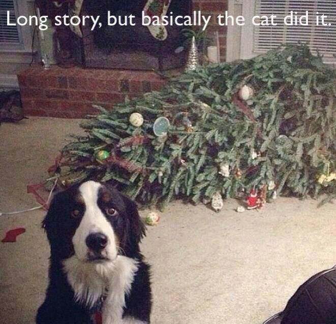 catdidit