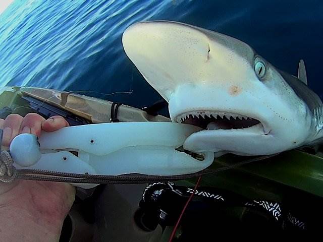 SHARK 1 001