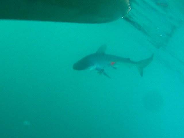 SHARK 4 001