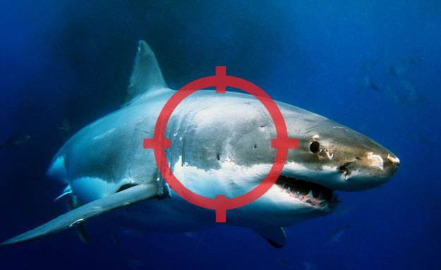 Shark