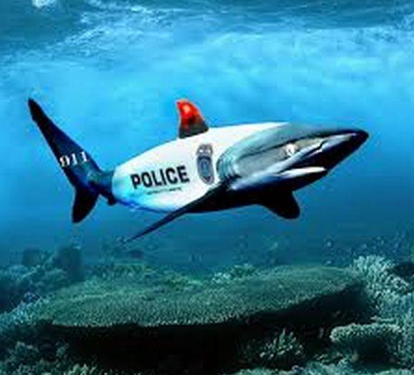 shark3