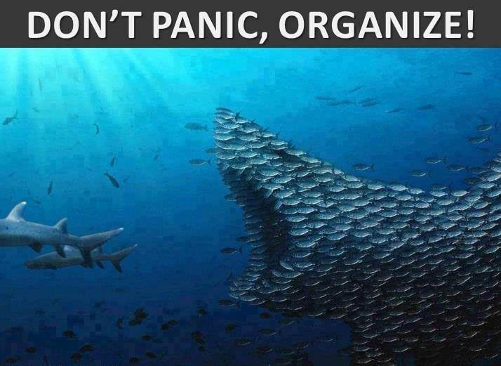 shark thread