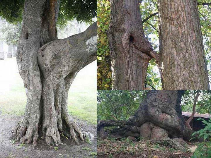 trees