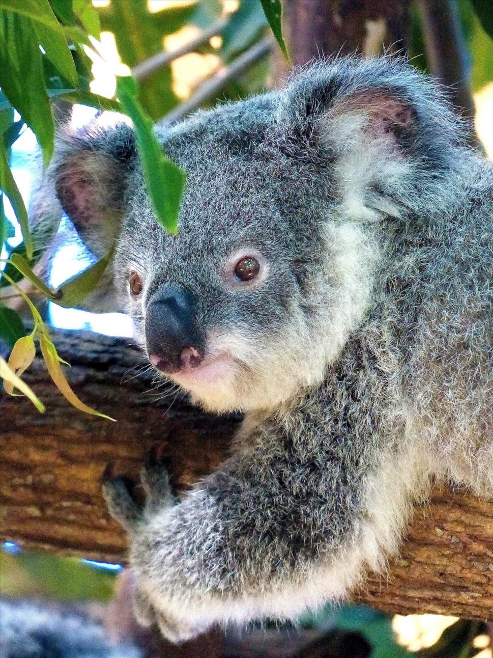 Koala