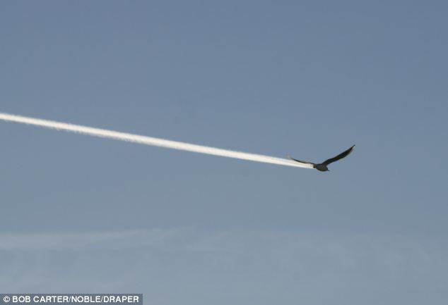 bird vapor trail