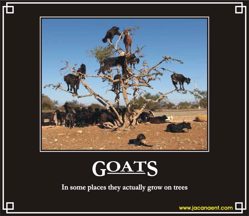 Goats