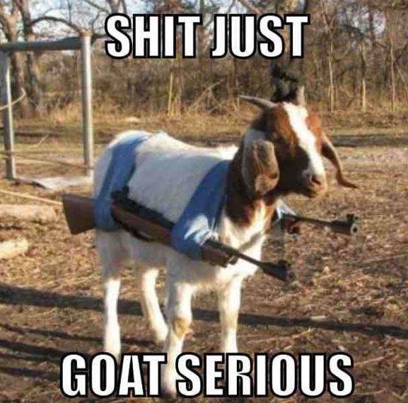 goat