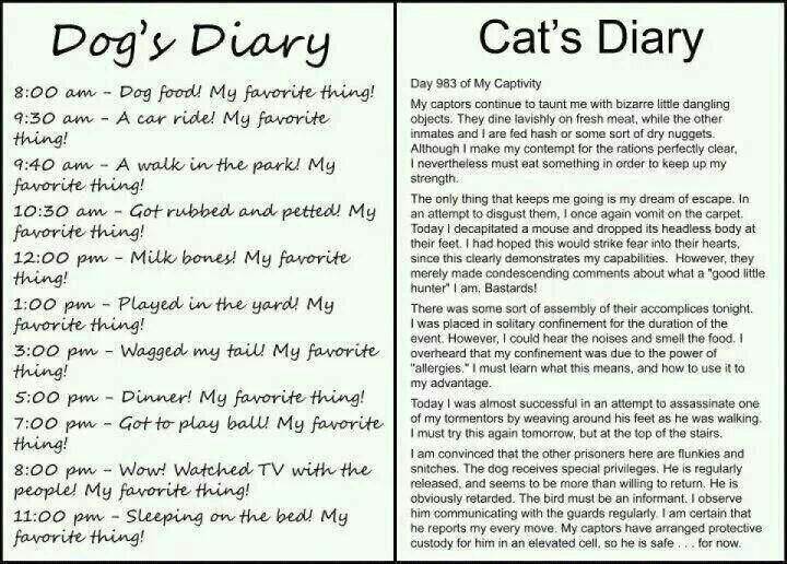 cat diary