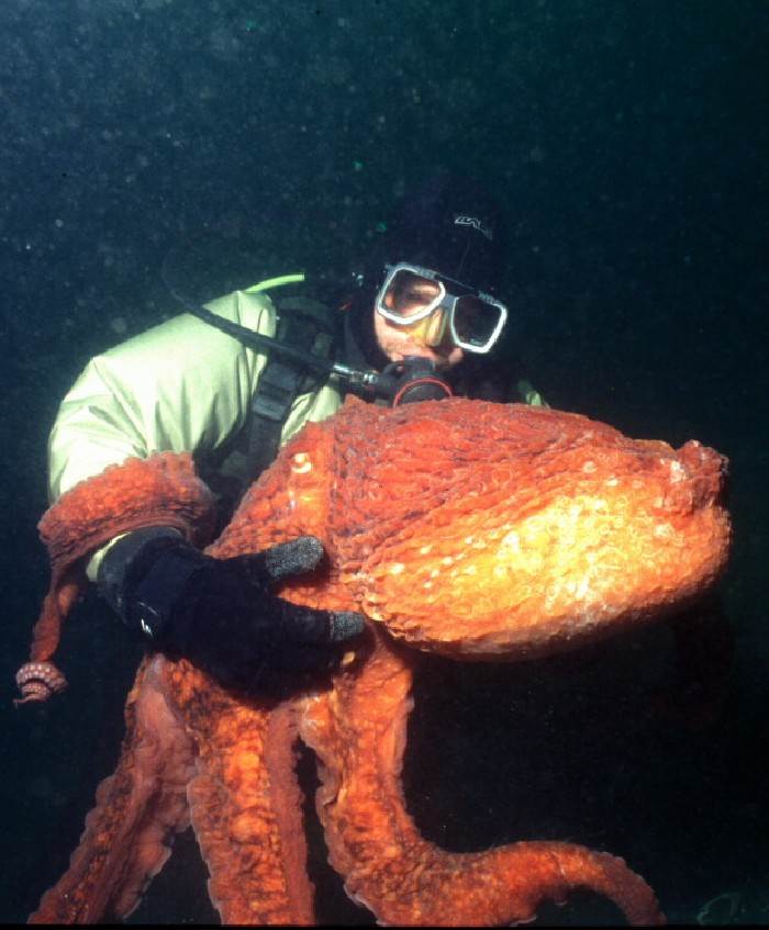 octopus