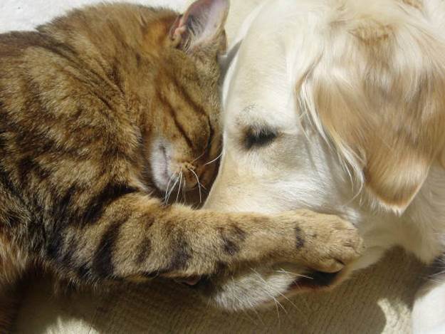 love