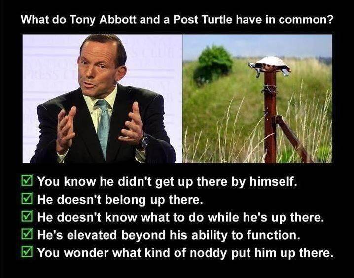 abbott