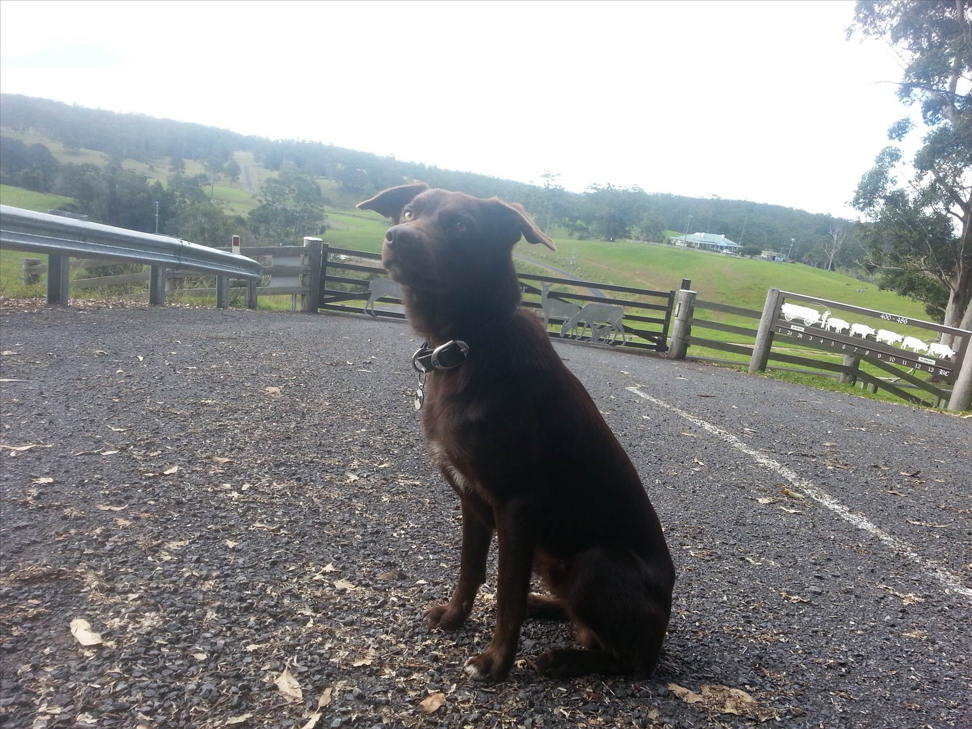 Bowie the Kelpie