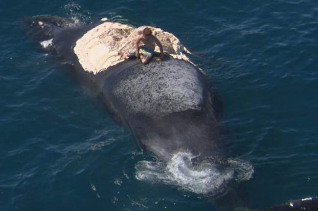 whale