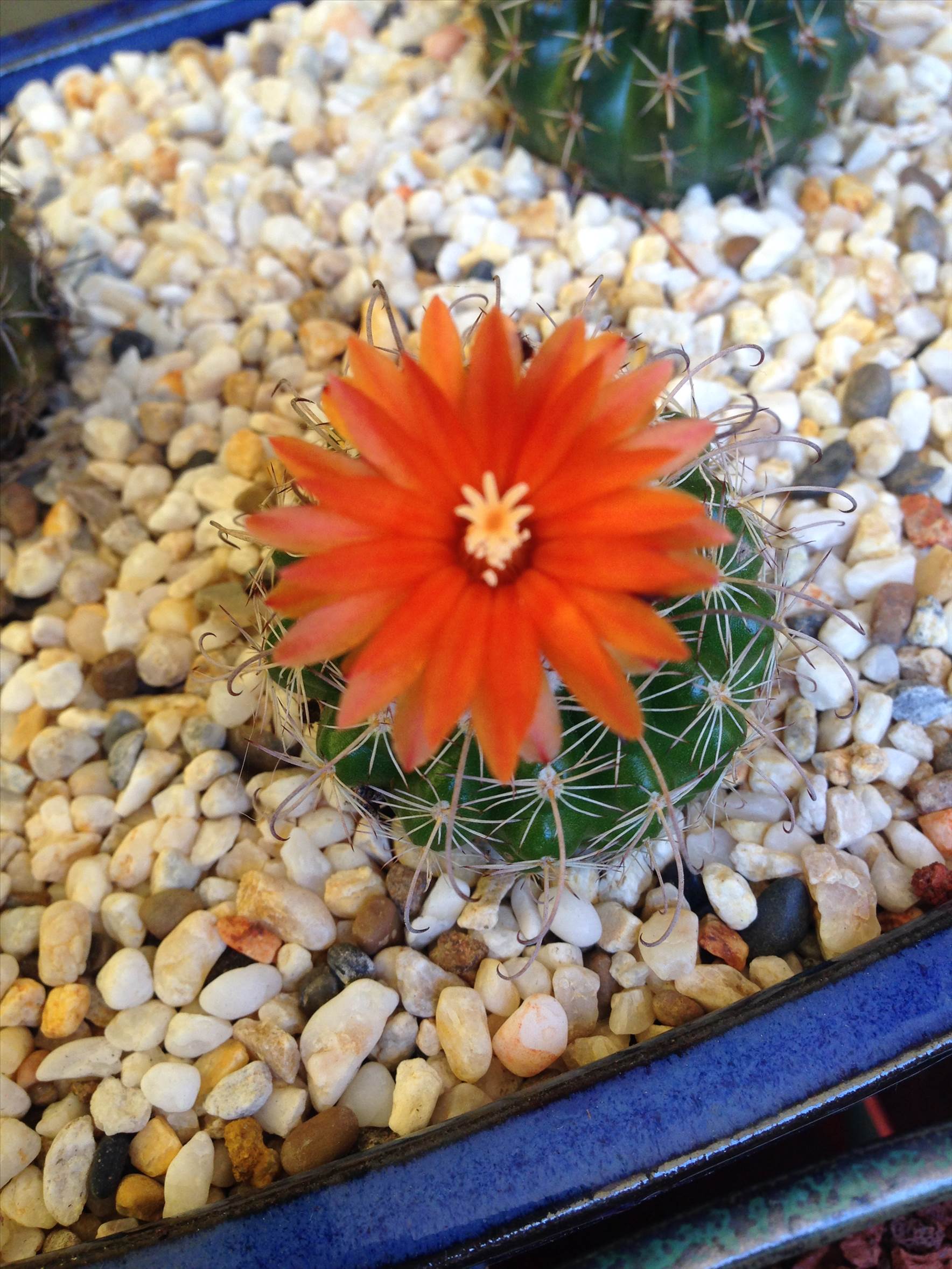 Little Orange Flower
