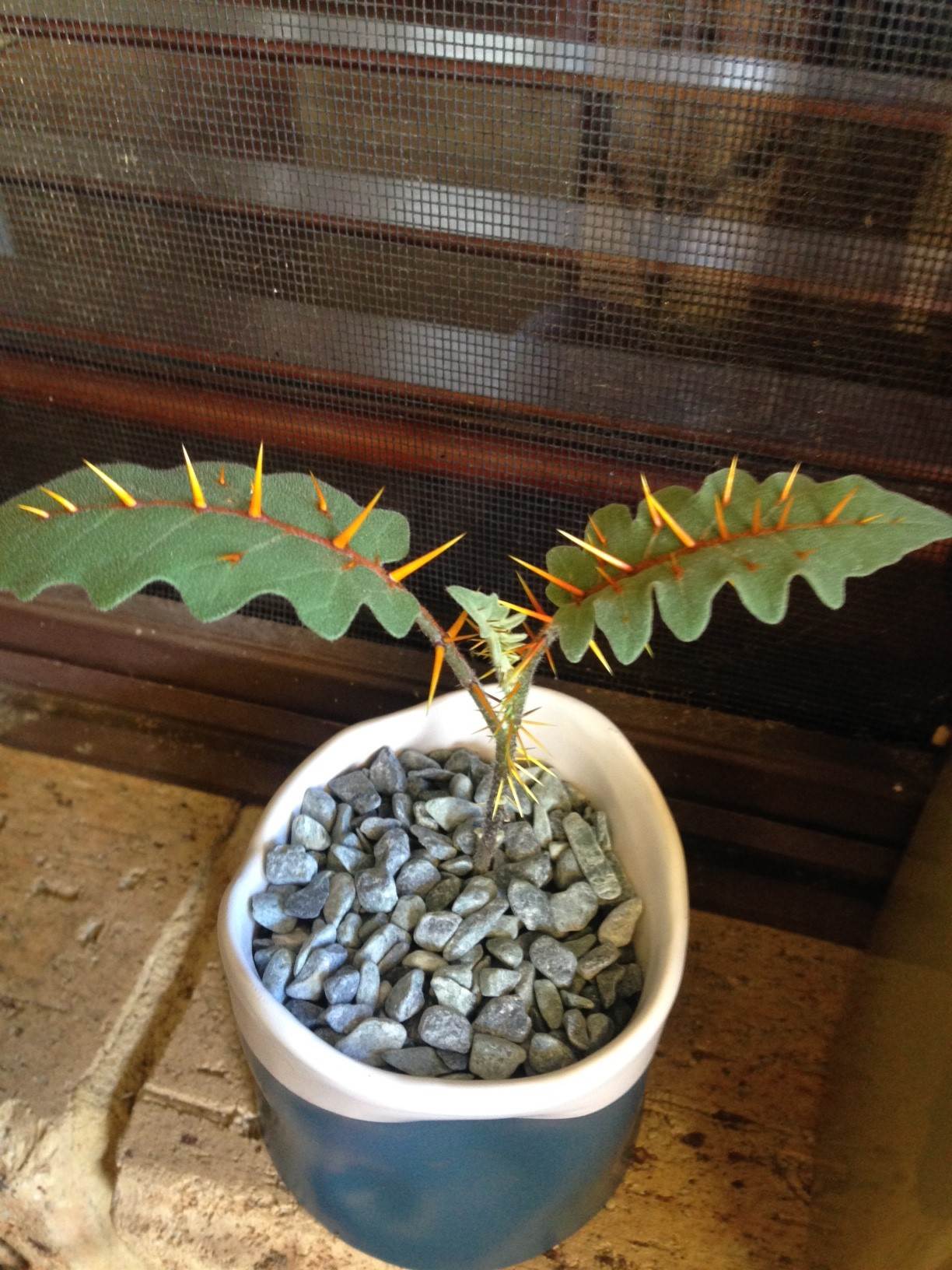 spikey