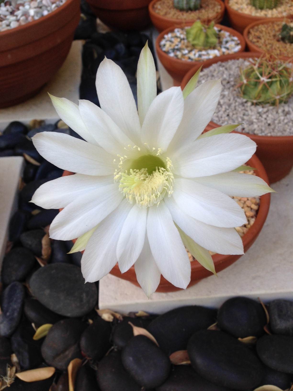 bald hedgehog flower