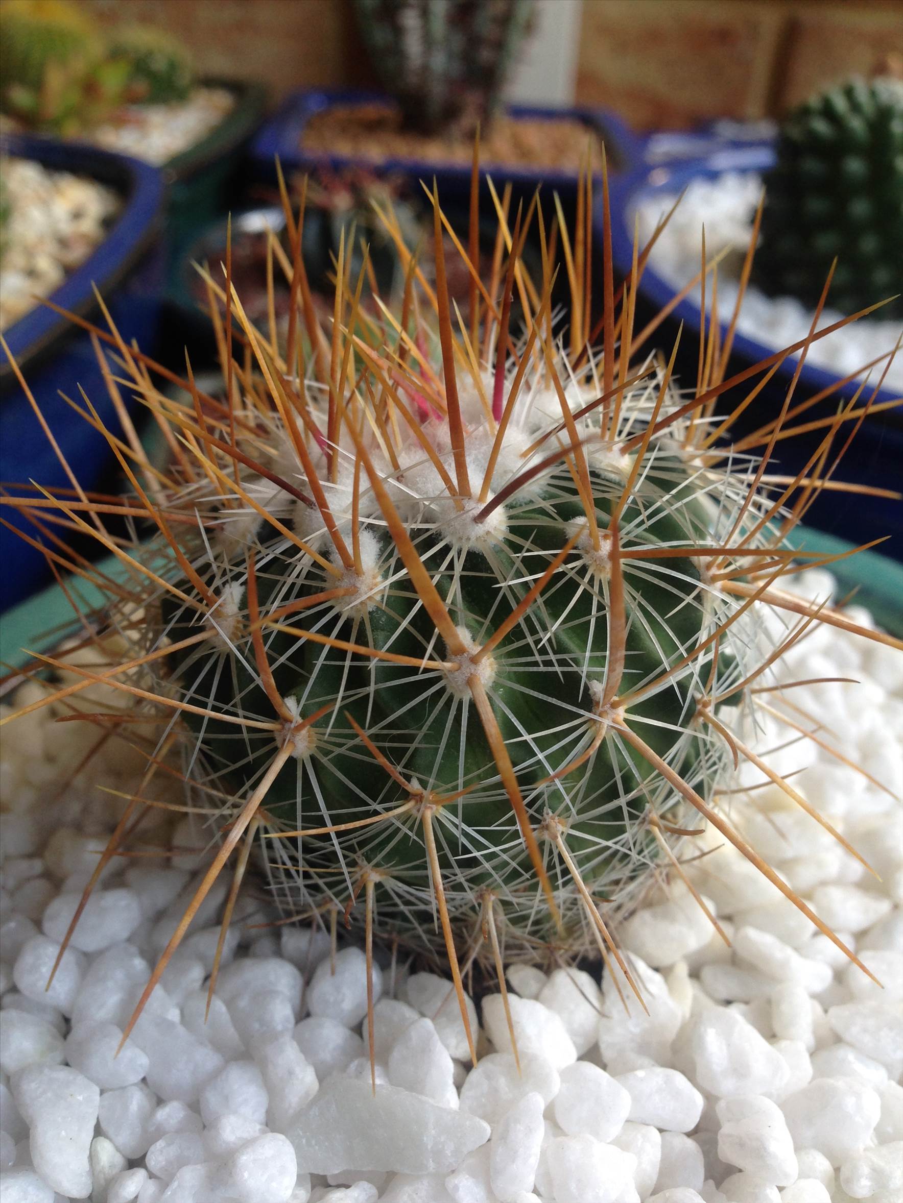 gold spines