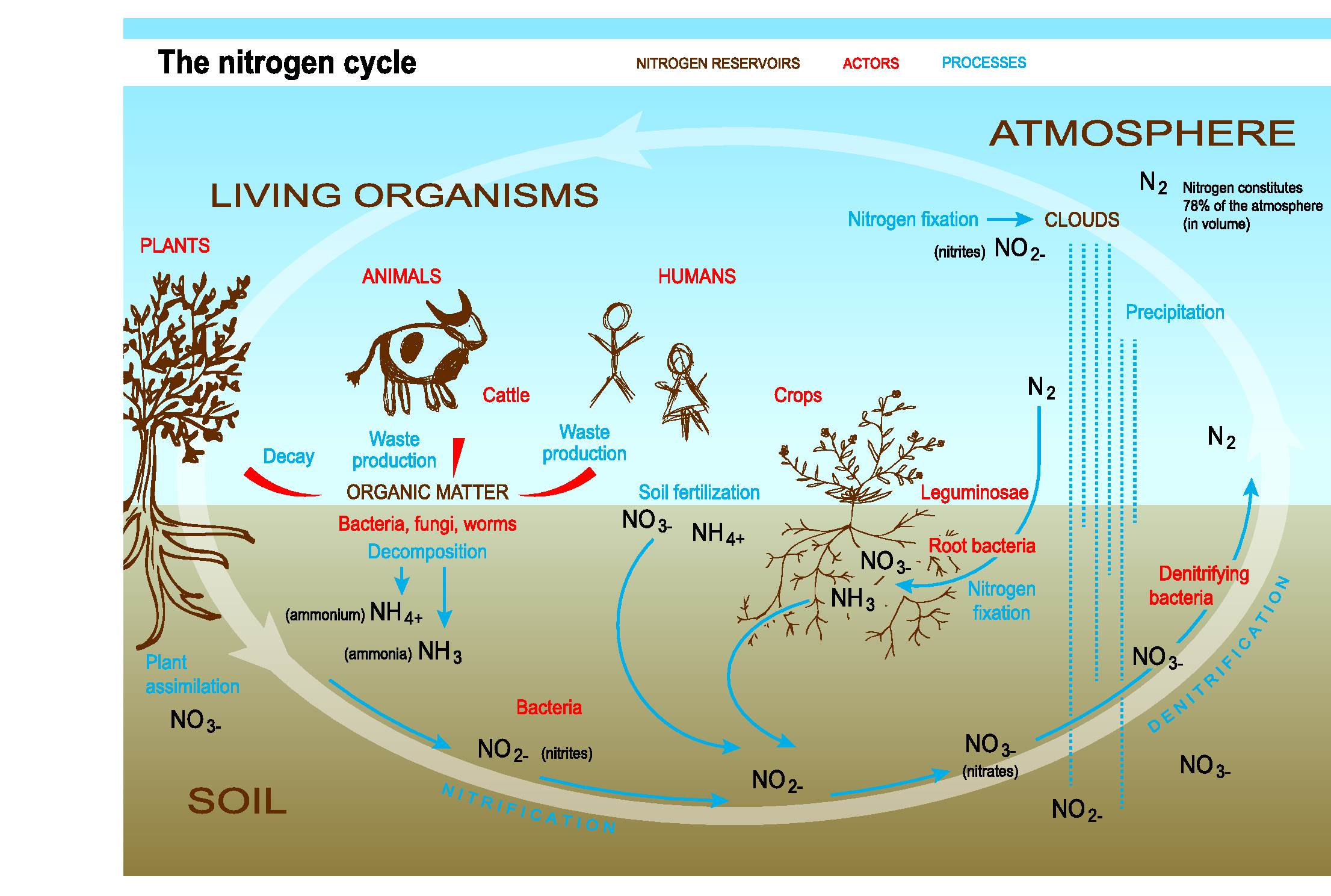 TREND10-2S-nitrogen-cycle.eps.zoom