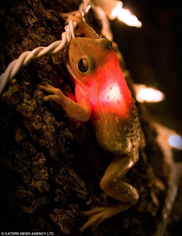 FrogSwallowChristmasLight