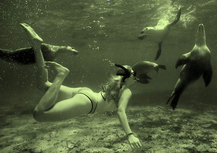 Shark Vision