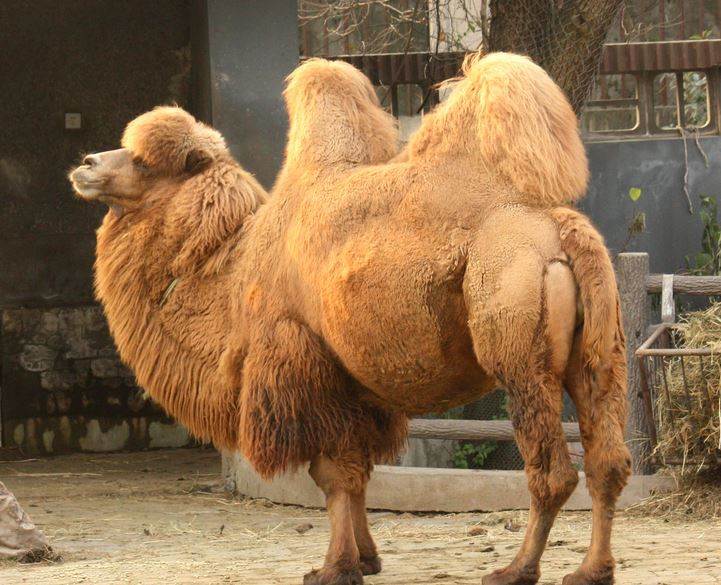 camels