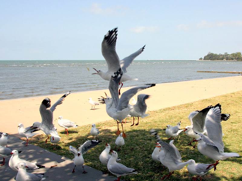 seagulls