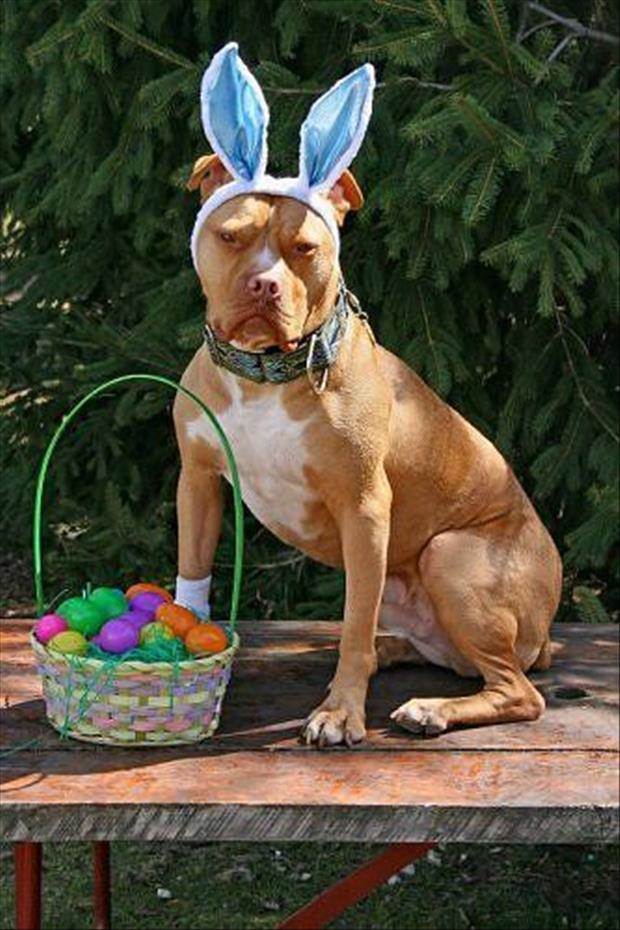 funny-easter-pictures-6