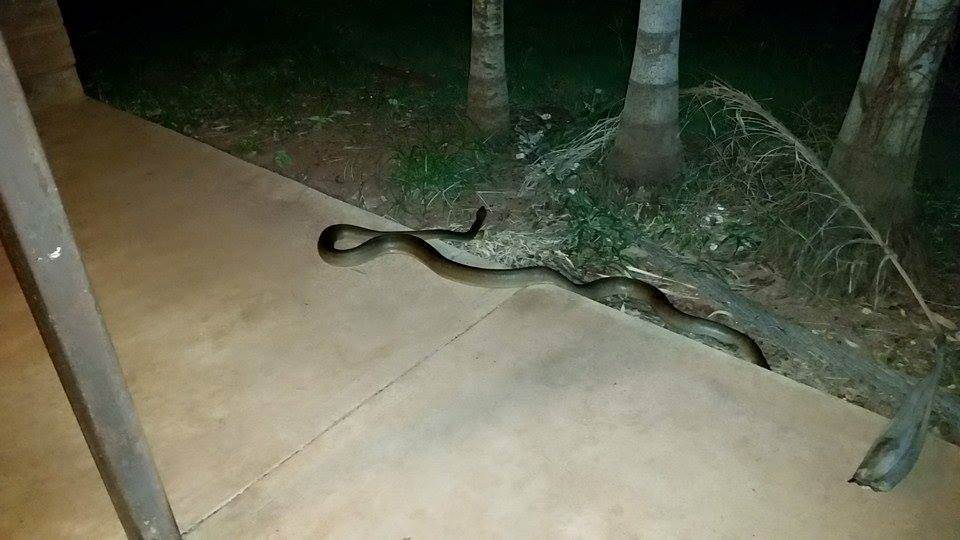 snake