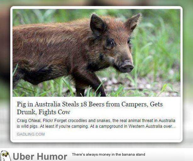Pig Living It Up