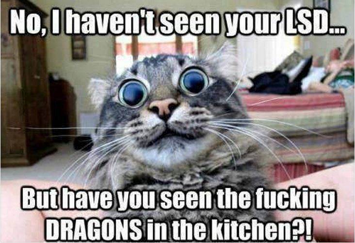 dragons